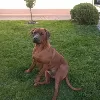 Dodatkowe zdjęcia: Rhodesian Ridgeback - piesek ZKWP/FCI