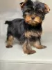 Zdjęcie №1. yorkshire terrier - na sprzedaż w Mińsk | 2721zł | Zapowiedź №36627