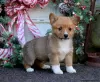 Zdjęcie №4. Sprzedam welsh corgi w Lindos.  - cena - 2260zł