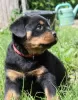 Zdjęcie №2 do zapowiedźy № 51863 na sprzedaż  rottweiler - wkupić się Białoruś od żłobka