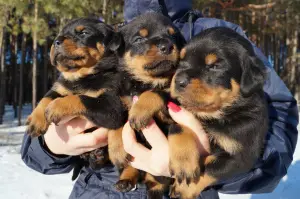 Zdjęcie №1. rottweiler - na sprzedaż w Magadan | 1925zł | Zapowiedź №410