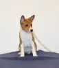 Dodatkowe zdjęcia: Puppy Basenji FCI