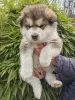 Zdjęcie №2 do zapowiedźy № 88443 na sprzedaż  alaskan malamute - wkupić się Słowenia prywatne ogłoszenie