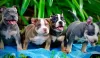 Zdjęcie №1. american bully - na sprzedaż w Dettenheim | negocjowane | Zapowiedź №52290