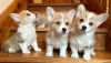 Zdjęcie №1. welsh corgi - na sprzedaż w Monachium | negocjowane | Zapowiedź №32222