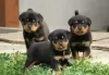 Zdjęcie №1. rottweiler - na sprzedaż w Garmisch-Partenkirchen | Bezpłatny | Zapowiedź №130317