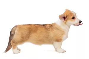 Dodatkowe zdjęcia: Dziewczyna Welsh Corgi Pembroke