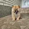 Dodatkowe zdjęcia: Męski chow chow