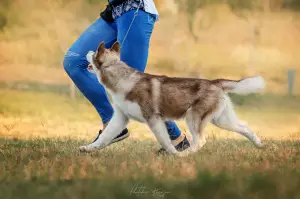 Zdjęcie №3. Husky szczenięta, pokazuje obiecujące. Ukraina