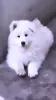 Zdjęcie №3. Szczenięta samoyeda. Rumunia