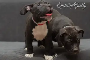 Zdjęcie №4. Sprzedam american bully w Mińsk. od żłobka - cena - Negocjowane