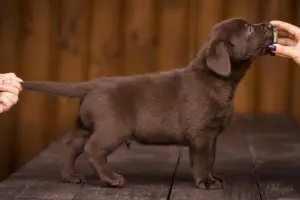 Zdjęcie №2 do zapowiedźy № 3734 na sprzedaż  labrador retriever - wkupić się Ukraina od żłobka, hodowca