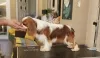 Dodatkowe zdjęcia: Sprzedam Cavalier King Charles Spaniel, samce