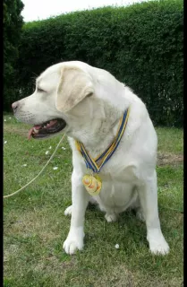 Dodatkowe zdjęcia: SZCZENIĘTA O WYSOKIEJ RASIE LABRADOR-RETRIVER OD CHAMPIONÓW