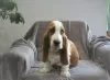 Zdjęcie №3. Basset Hound. Federacja Rosyjska