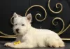 Zdjęcie №3. szczeniak west highland white terrier z Interchampiona. Federacja Rosyjska