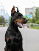 Dodatkowe zdjęcia: Doberman FCI