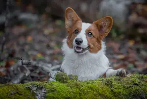 Zdjęcie №3. Walijski Corgi Cardigan. Federacja Rosyjska