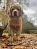 Zdjęcie №2 do zapowiedźy № 126804 na sprzedaż  golden retriever - wkupić się Polska prywatne ogłoszenie