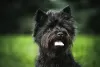 Zdjęcie №2 do zapowiedźy № 33353 na sprzedaż  cairn terrier - wkupić się Litwa hodowca