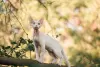 Zdjęcie №4. Sprzedam devon rex w Москва. prywatne ogłoszenie, od żłobka, hodowca - cena - 5606zł