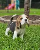 Zdjęcie №3. Sprzedam dwa piękne szczenięta rasy beagle. Niemcy