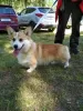 Zdjęcie №4. Sprzedam welsh corgi w Mińsk. od żłobka, hodowca - cena - 6817zł