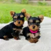 Zdjęcie №1. yorkshire terrier - na sprzedaż w Siófok | negocjowane | Zapowiedź №58243