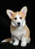 Dodatkowe zdjęcia: Sprzedam szczeniaka Pembroke Welsh Corgi, 4 miesiące. Suka