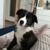 Zdjęcie №2 do zapowiedźy № 78830 na sprzedaż  border collie - wkupić się Szwecja prywatne ogłoszenie