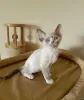 Zdjęcie №1. devon rex - na sprzedaż w Herne | 1465zł | Zapowiedź № 113146