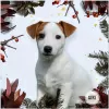 Zdjęcie №1. jack russell terrier - na sprzedaż w Mińsk | 897zł | Zapowiedź №30702