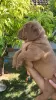 Dodatkowe zdjęcia: Dogue de Bordeaux szczenięta