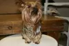 Zdjęcie №1. yorkshire terrier - na sprzedaż w Йокнеам-Илит | 6834zł | Zapowiedź №11123