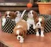 Zdjęcie №1. cavalier king charles spaniel - na sprzedaż w Bonn | 837zł | Zapowiedź №82850