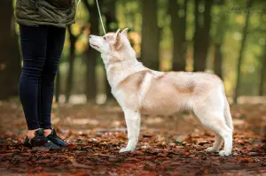 Zdjęcie №4. Sprzedam husky syberyjski w Kijów. od żłobka - cena - Negocjowane