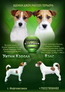 Zdjęcie №1. jack russell terrier - na sprzedaż w Surgut | 1335zł | Zapowiedź №5993