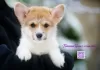 Zdjęcie №1. welsh corgi - na sprzedaż w Donieck | 3348zł | Zapowiedź №83272