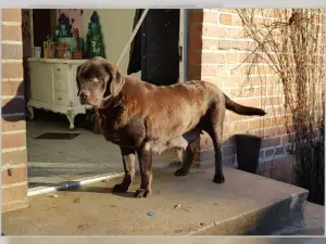 Zdjęcie №4. Sprzedam labrador retriever w Walsrode. prywatne ogłoszenie, od żłobka, hodowca - cena - 3838zł