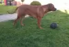 Dodatkowe zdjęcia: Rhodesian Ridgeback suczka ZKWP/FCI