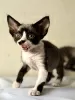 Zdjęcie №1. devon rex - na sprzedaż w Vienna | 1256zł | Zapowiedź № 88500