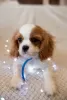 Zdjęcie №2 do zapowiedźy № 43857 na sprzedaż  cavalier king charles spaniel - wkupić się Polska prywatne ogłoszenie