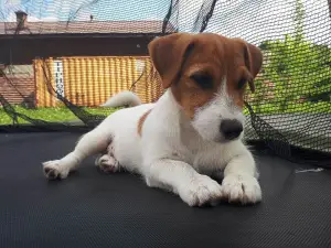 Zdjęcie №1. jack russell terrier - na sprzedaż w Moskwa | 2118zł | Zapowiedź №2533