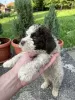 Dodatkowe zdjęcia: Lagotto Romagnolo szczenięta