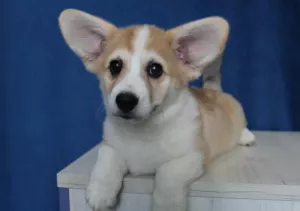 Zdjęcie №1. welsh corgi - na sprzedaż w Pawlograd | 2868zł | Zapowiedź №4566