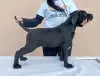 Zdjęcie №4. Sprzedam cane corso w Žitište.  - cena - negocjowane