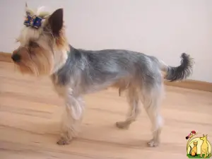 Zdjęcie №1. Usługi krycia - rasa: yorkshire terrier. Cena - 1000zł