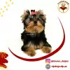 Zdjęcie №1. yorkshire terrier - na sprzedaż w Kijów | 9128zł | Zapowiedź №10168