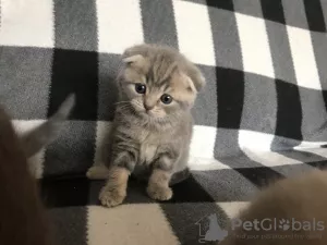 Zdjęcie №4. Sprzedam scottish fold w Pińsk. prywatne ogłoszenie - cena - negocjowane