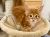 Zdjęcie №1. maine coon - na sprzedaż w Chemnitz | Bezpłatny | Zapowiedź № 123650